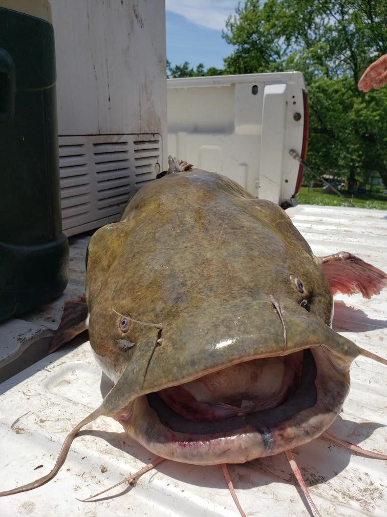 flathead2